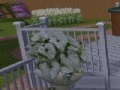 Game Escape from the Garden