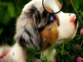Game Faboulous Animals Hidden Numbers