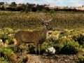 Game Bag a Monster Buck