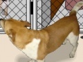 Game Animal shelter