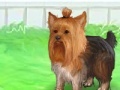 Game Cute Yorkie