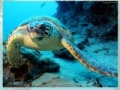 Game Sea turtle