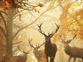 Game Nature Photography - Find the Numbers