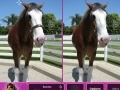 Game Horses: Find The Differences 