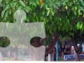 Game Orange Tree Jigsaw Puzzle 