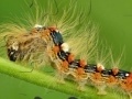 Game Caterpillar