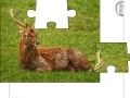 Game Jigsaw: Young Deer
