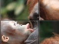 Game Orangutan Baby Slider Puzzle 