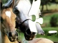 Game Horses Puzzle