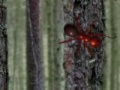 Game Hidden Forest Ants