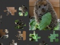 Game Hedgehog Puzzle 
