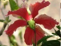 Game Jigsaw: Pale red flower
