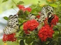 Game Jigsaw: Butterfly Family 