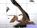 Game Flying pelicans slide puzzle