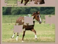 Game Jigsaw Horse