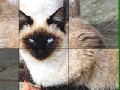 Game Blue Eyed Cats Slide Puzzle