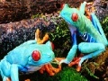 Game Blue frogs slide puzzle