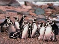 Game Penguin Jigsaw