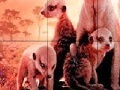 Game Little shy meerkat family slide puzzle
