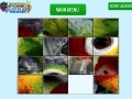 Game Parrot Eye Slider