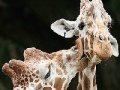Game Cute giraffes slide puzzle