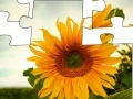 Game Jigsaw: Sunflower 2
