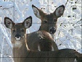 Game Snow and deers slide puzzle