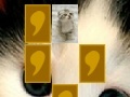 Game Cute cat memory