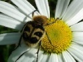 Game Jigsaw: Daisy bug
