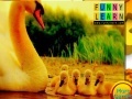 Game Lovely swans family puzzle