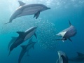 Game Sea bubbles 5 differences 