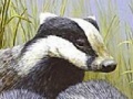 Game Three polecat puzzle