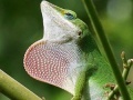 Game Wild big chameleon puzzle
