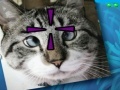 Game Funny Cats