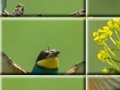 Game Puzzle craze beautiful birds 