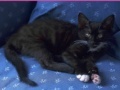 Game Jigsaw World: Kittens