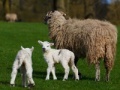 Game Jigsaw: Sheep And Lamb