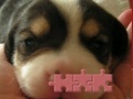 Game Cute puzzle: Puppy