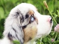 Game Best dog slide puzzle