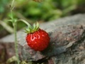 Game Strawberry puzzle 