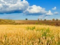 Game Jigsaw: Golden Wheat Field