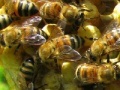 Game Honeycomb - Hidden Bees