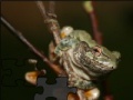 Game Portrait of a wood frog
