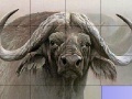 Game Slide Puzzle: Buffalo 
