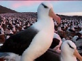 Game Slide Puzzle: Seagull 