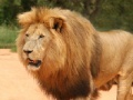 Game Panthera Leo