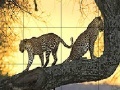 Game Big wild cats slide puzzle