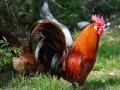 Game Jigsaw: Rooster 