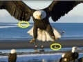 Game Spot the difference: Animals