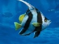 Game Underwater - see the difference